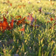 Illustration for article titled Shooting Challenge: Fall Leaves Gallery